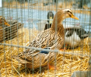 Kachna-ruánská-světlá