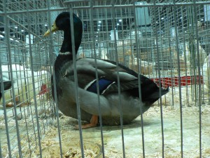 Kačer-ruánský-divoký